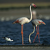 Burung Flamingo Besar