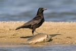 Burung Gagak Bangkai