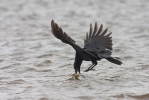 Burung Gagak Bangkai