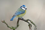 Burung gelatik biru