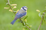 Burung gelatik biru