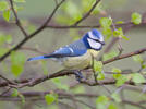 Burung gelatik biru