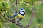 Burung gelatik biru