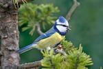 Burung gelatik biru