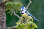 Burung gelatik biru