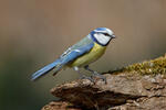 Burung gelatik biru