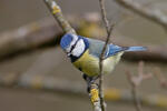 Burung gelatik biru