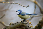 Burung gelatik biru