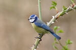 Burung gelatik biru