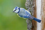 Burung gelatik biru