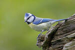 Burung gelatik biru