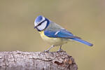 Burung gelatik biru