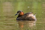 Burung Grebe Kecil