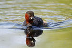 Burung Grebe Kecil