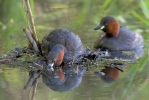 Burung Grebe Kecil