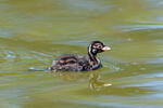 Burung Grebe Kecil