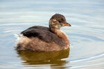 Burung Grebe Kecil