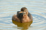 Burung Grebe Kecil