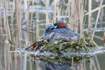 Burung Grebe Kecil