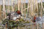 Burung Grebe Kecil