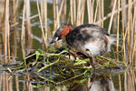 Burung Grebe Kecil