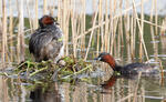 Burung Grebe Kecil