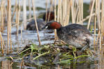 Burung Grebe Kecil