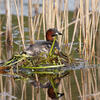 Burung Grebe Kecil