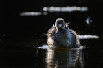 Burung Grebe Kecil