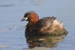 Burung Grebe Kecil