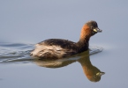 Burung Grebe Kecil