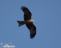 Burung Helang Kembara Hitam