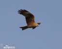 Burung Helang Kembara Hitam