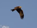 Burung Helang Kembara Hitam