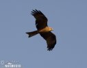 Burung Helang Kembara Hitam