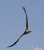 Burung Helang Kembara Hitam