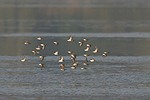 Burung Kedidi Dunlin