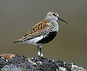 Burung Kedidi Dunlin