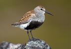 Burung Kedidi Dunlin