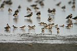 Burung Kedidi Dunlin