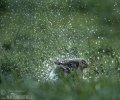 Burung Kedidi Ekor Hitam