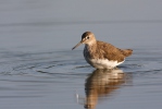 Burung Kedidi Hijau