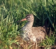 Burung Kedidi Kaki Merah