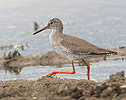 Burung Kedidi Kaki Merah