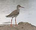 Burung Kedidi Kaki Merah