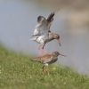 Burung Kedidi Kaki Merah