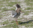 Burung Kedidi Kaki Merah