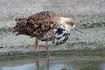 Burung Kedidi Ropol