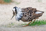 Burung Kedidi Ropol