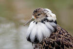 Burung Kedidi Ropol